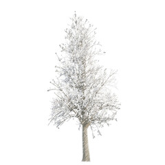 Obraz premium Tree snow transparent background realistic sketch PNG with alpha channel 
