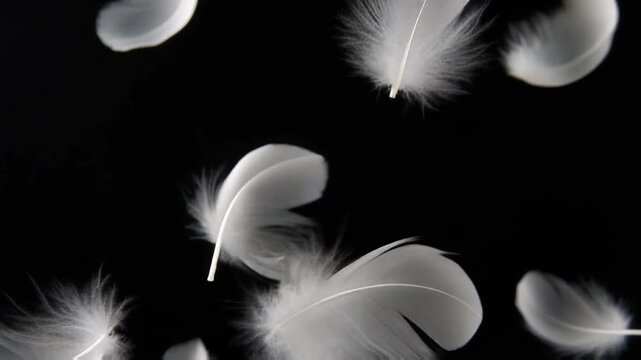 Soft white goose down feathers gracefully falling through the air against a pure black background