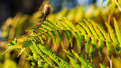Foug&egrave;res dans la for&ecirc;t des Landes de Gascogne, pendant l'heure dor&eacute;e