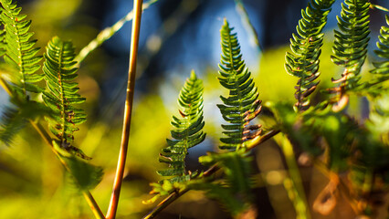 Foug&egrave;res dans la for&ecirc;t des Landes de Gascogne, pendant l'heure dor&eacute;e