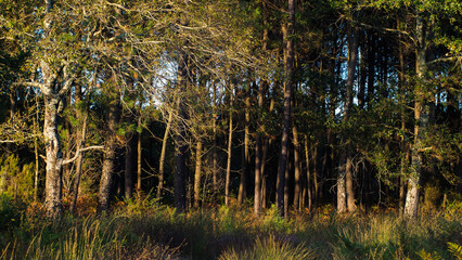 Foug&egrave;res dans la for&ecirc;t des Landes de Gascogne, pendant l'heure dor&eacute;e