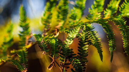 Foug&egrave;res dans la for&ecirc;t des Landes de Gascogne, pendant l'heure dor&eacute;e