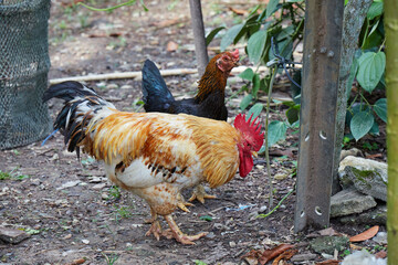Rooster in the farm