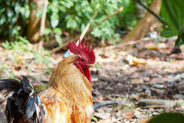 Rooster in the garden