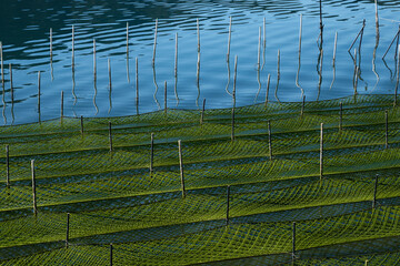 海苔の養殖が盛んな伊勢志摩の海