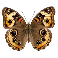 Brown butterfly with multiple eyespots on black background