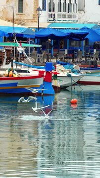 The dance of the seagulls in the old port of Bizerte, Tunisia