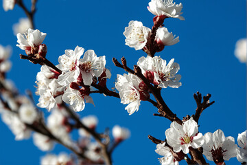 A close-up photograph of delicate white apricot blossoms in full bloom against a bright azure blue sky