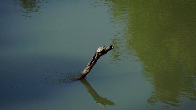 Assam Roofed Turtle a unique species found nowhere else busking in the afternoon sun over a log at Kaziranga National Park of Assam 2 in 4K ProRes 422 HQ