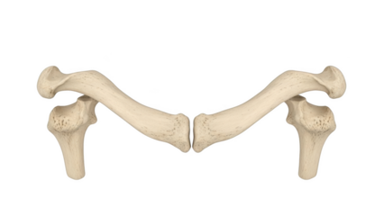 Human clavicle bones articulated with scapula bone