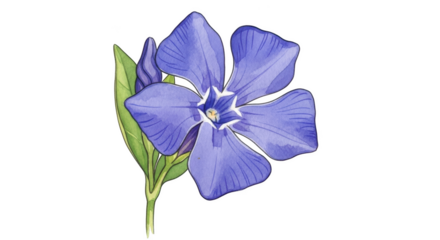Watercolor periwinkle flower with green leaves and bud on black background vinca flower purple flower