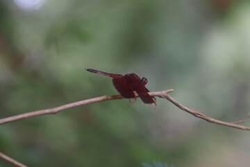 The image shows a red dragonfly, most likely the species Neurothemis fluctuans. 