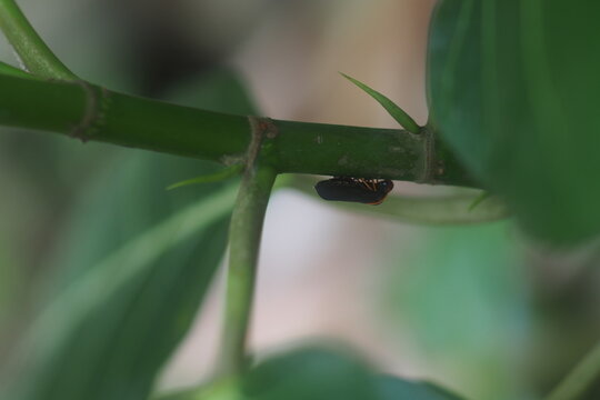 The insect in the picture is most likely the two-lined spittlebug (Prosapia bicincta), also known as the two-lined spittlebug. 