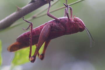 The insect in the picture is a grasshopper, possibly a species of Javanese wood grasshopper...
