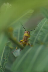 Fototapeta premium The insect in the picture is a grasshopper, possibly a species of Javanese wood grasshopper (Valanga nigricornis). 