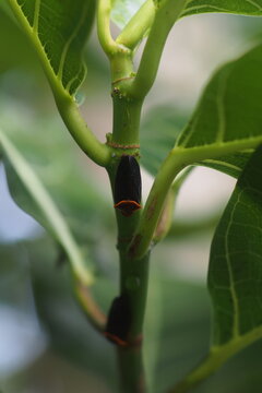 The insect in the picture is most likely the two-lined spittlebug (Prosapia bicincta), also known as the two-lined spittlebug. 