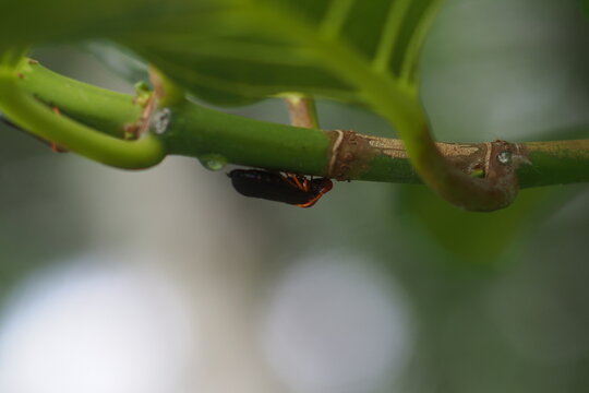 The insect in the picture is most likely the two-lined spittlebug (Prosapia bicincta), also known as the two-lined spittlebug. 
