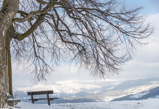 A bench under a beech tree (fagus sylvatica) with a view over a snow covered winter mountain landscape with a ski resort on the distant hills.