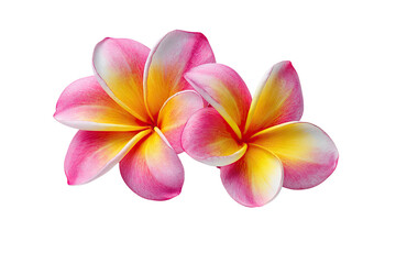 Two pink-edged plumeria blooms, bright yellow centers on black