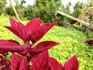 red and yellow leaves