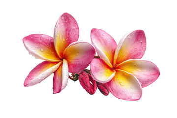 Pair of pink/yellow flowers, water droplets, dark background