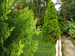 close up of a pine tree