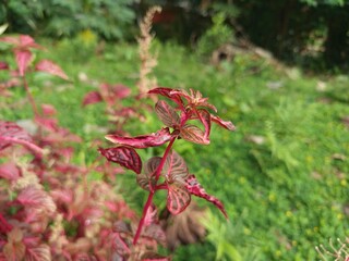 red and yellow flowers