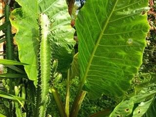 close up of green leaf