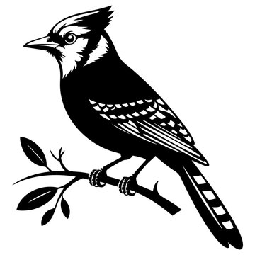 Blue Jay Bird on a tree branch