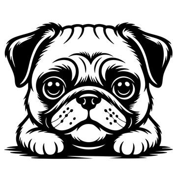 Peeking Pug Dog