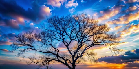 Elegant Winter Landscape: Bare Trees Silhouette Against a Cloudy Sky
