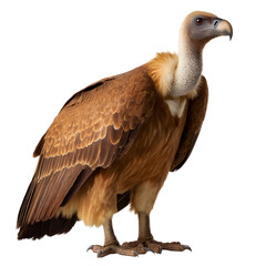 Obraz premium Bird of prey eagle and vulture isolated on white background