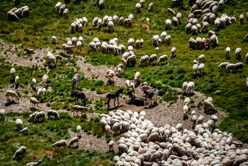 Fototapeta premium 2024 08 17 Pieve Tesino alpine pasture 17