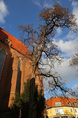 Collegiate and the tree vertical - The Collegiate Church of the Holy Cross - Wroclaw, Poland
