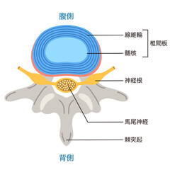 椎間板の構造　腰椎椎間板ヘルニア
