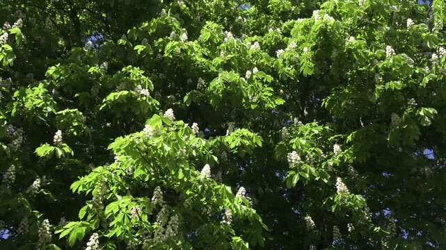 Horse chestnut flowers