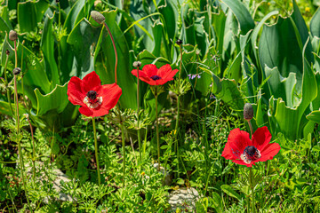 beautiful floral background of blooming red anemones in a spring meadow