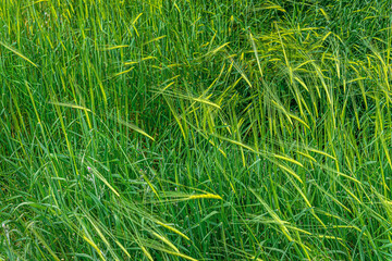 spring floral background young green wheat on the field close up shallow depth of field
