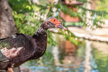 wild duck Cairina moschata close up