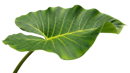 Large green elephant ear leaf PNG isolated on transparent background, tropical foliage with water droplets for design elements and nature themes