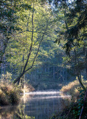 A quiet forest stream winds through tall trees as soft morning light filters down through fresh green leaves. A delicate mist hovers above the water&rsquo;s surface, catching the sunlight.