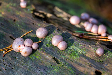 A macro photograph of small, spherical fungi (slime molds) growing in clusters on a decaying tree trunk.