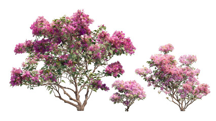 Fototapeta premium A collection of three flowering bougainvillea plants with vibrant pink and purple bracts and green leaves, isolated on a white background.