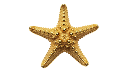 Golden starfish isolated PNG on transparent background, shiny sea star with textured surface for marine life and summer designs