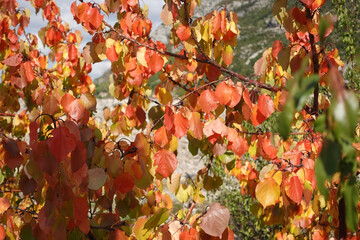 Autumn colors painting the historic streets and hills of Kruja, Albania, where golden leaves meet timeless stone and mountain air.