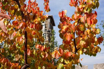 Autumn colors painting the historic streets and hills of Kruja, Albania, where golden leaves meet timeless stone and mountain air.