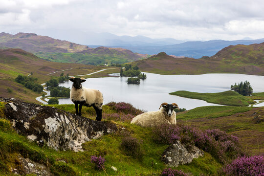 Sheep On Top Of Rocky Hill In Scotland