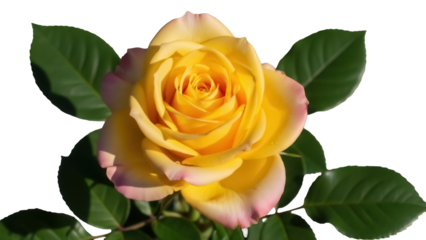 Yellow rose with pink edges isolated PNG on transparent background, beautiful flower blossom for wedding invitations and greeting cards