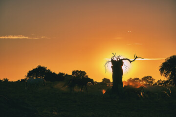 Sunset view of cattle grazing near an old tree in Extremadura, Spain during evening hours