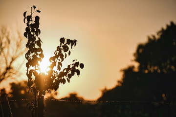 Silhouette of a tree against the setting sun in Extremadura, showing the beauty of nature during golden hour
